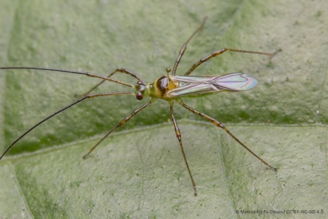 Helopeltis theivora•&copy; Marcus Ng Fu Chuan•CC BY-NC-ND 4.0