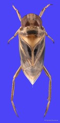 Enithares mandalayensis Distant, 1910