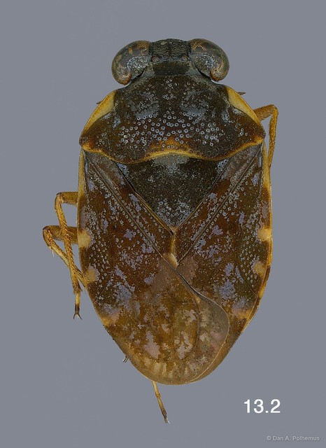 Ochterus marginatus marginatus•&copy; Dan A. Polhemus•All Rights Reserved