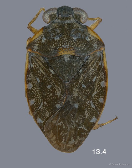 Ochterus pseudomarginatus•&copy; Dan A. Polhemus•All Rights Reserved