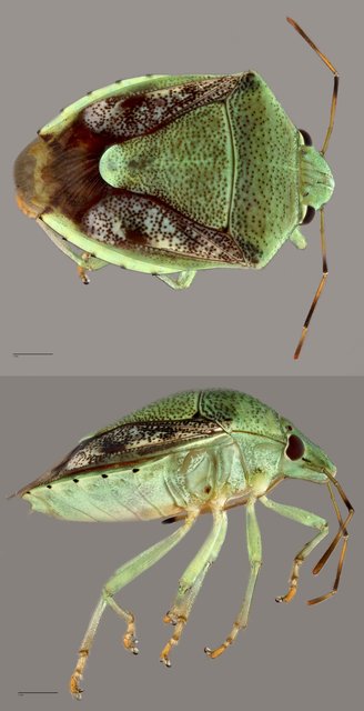 Pentatomidae sp. "ZRCBDP0071905"•&copy; Tan Wee Chye•All Rights Reserved