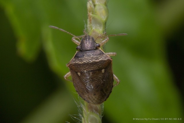 Eysarcoris ventralis•&copy; Marcus Ng Fu Chuan•CC BY-NC-ND 4.0
