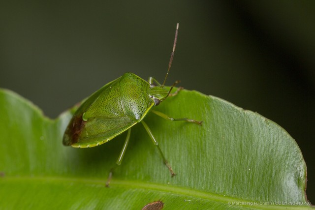 Glaucias dorsalis•&copy; Marcus Ng Fu Chuan•CC BY-NC-ND 4.0