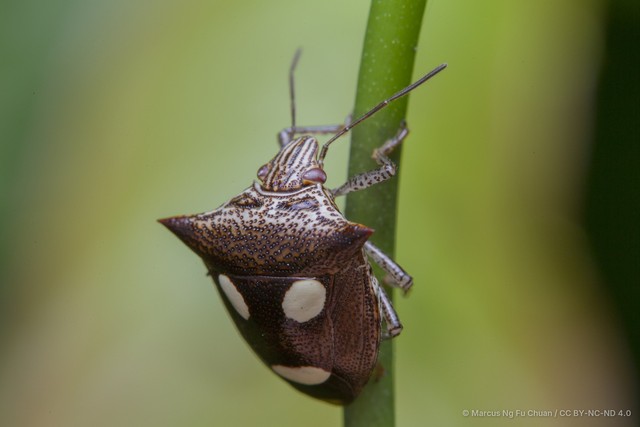 Paracritheus trimaculatus•&copy; Marcus Ng Fu Chuan•CC BY-NC-ND 4.0