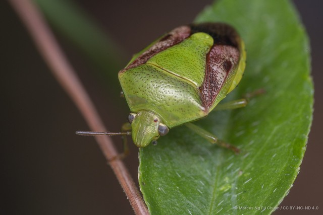Plautia crossota•&copy; Marcus Ng Fu Chuan•CC BY-NC-ND 4.0