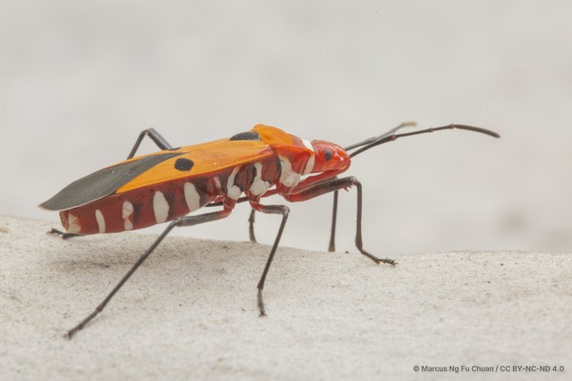 Dysdercus cingulatus•&copy; Marcus Ng Fu Chuan•CC BY-NC-ND 4.0
