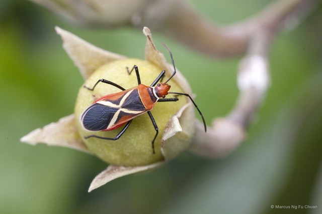 Dysdercus decussatus•&copy; Marcus Ng Fu Chuan•All Rights Reserved
