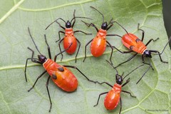 Dysdercus decussatus•&copy; Marcus Ng Fu Chuan•All Rights Reserved