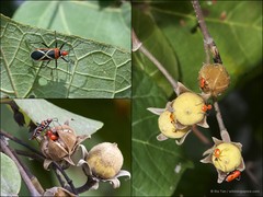 Dysdercus decussatus•&copy; Ria Tan•All Rights Reserved