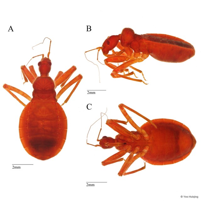 Acanthaspis sp. "1"•&copy; Yeo Huiqing•All Rights Reserved