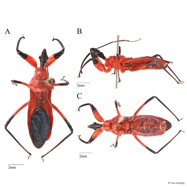 Agyrius sp. "cf. podagricus"•&copy; Yeo Huiqing•All Rights Reserved