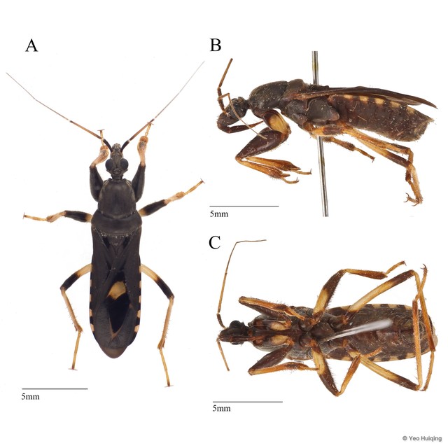 Ectomocoris atrox•&copy; Yeo Huiqing•All Rights Reserved