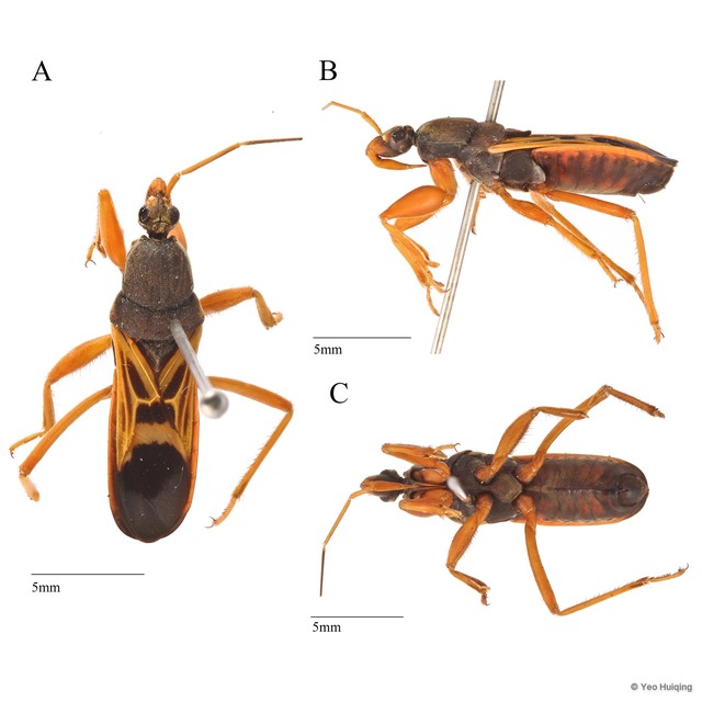 Ectomocoris elegans•&copy; Yeo Huiqing•All Rights Reserved