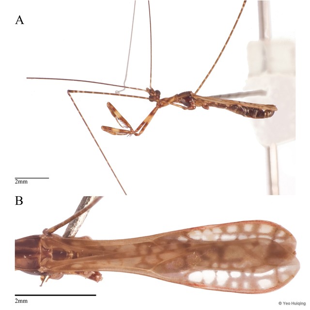 Ploiaria sp. "cf. maai"•&copy; Yeo Huiqing•All Rights Reserved