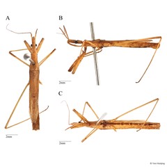 Sastrapada singaporiensis Miller, 1940