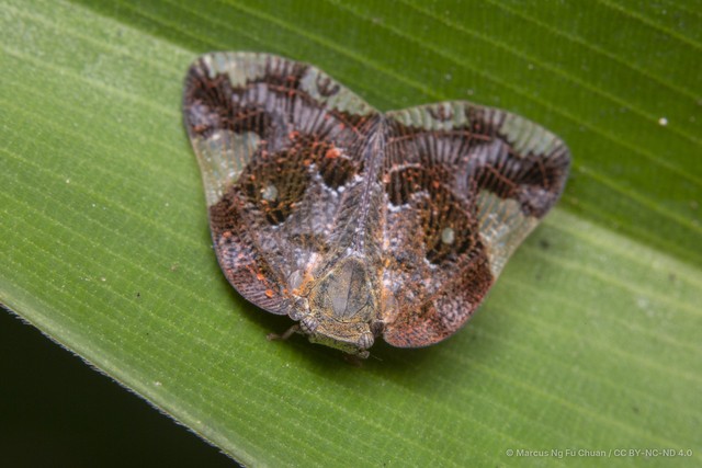 Ricania marginalis•&copy; Marcus Ng Fu Chuan•CC BY-NC-ND 4.0