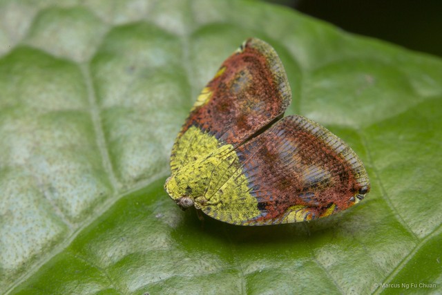 Ricanula stigmatica•&copy; Marcus Ng Fu Chuan•All Rights Reserved