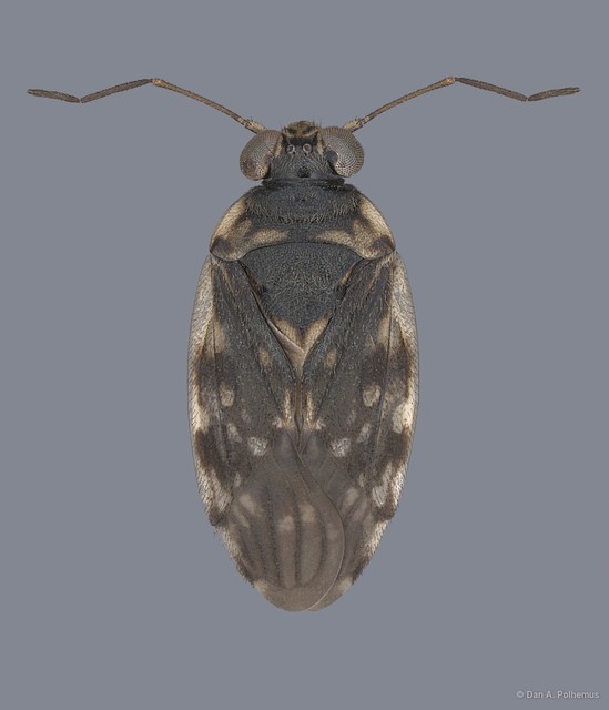 Pentacora malayensis•&copy; Dan A. Polhemus•All Rights Reserved