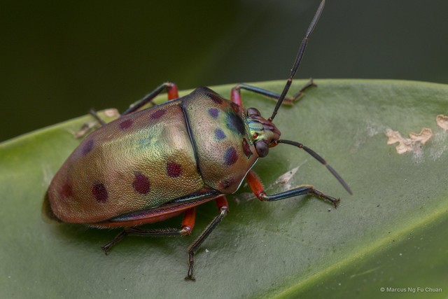 Calliphara nobilis•&copy; Marcus Ng Fu Chuan•All Rights Reserved