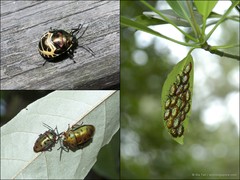 Calliphara nobilis•&copy; Ria Tan•All Rights Reserved