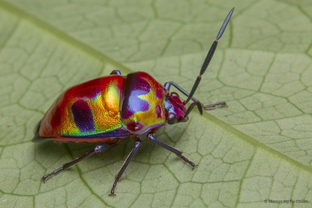 Chrysocoris•&copy; Marcus Ng Fu Chuan•All Rights Reserved