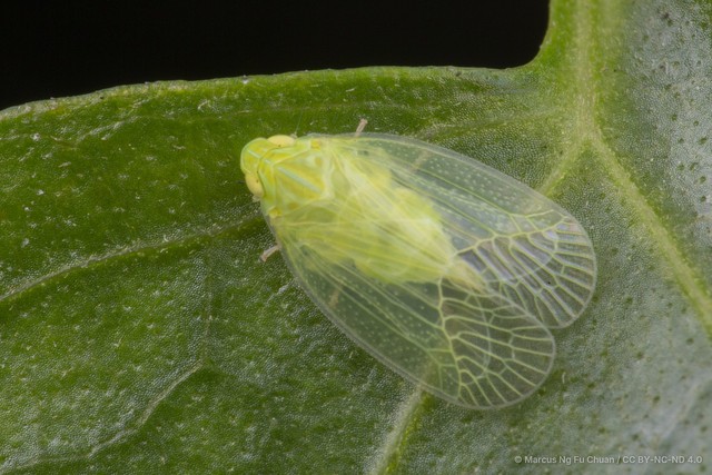 Kallitaxila granulata•&copy; Marcus Ng Fu Chuan•CC BY-NC-ND 4.0