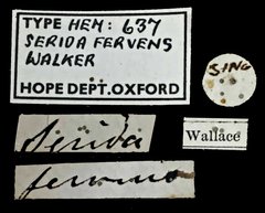 Varma fervens•All Rights ReservedMuseum Label