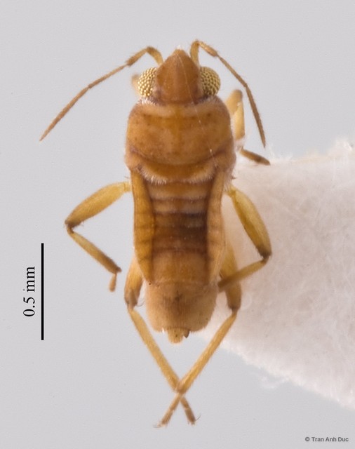 Microvelia (Picaultia) genitalis•&copy; Tran Anh Duc•All Rights Reserved