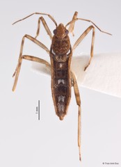 Neoalardus typicus•&copy; Tran Anh Duc•All Rights Reserved