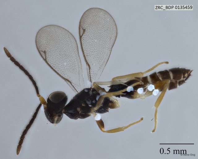Hymenoptera sp. "Wasp ZRCBDP0135459"•&copy; Rene Ong•All Rights Reserved