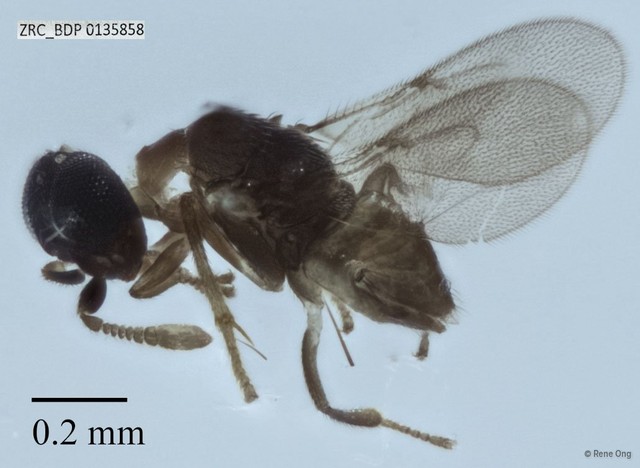 Hymenoptera sp. "Wasp ZRCBDP0135858"•&copy; Rene Ong•All Rights Reserved