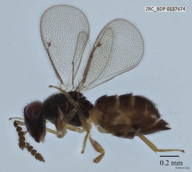 Hymenoptera sp. "Wasp ZRCBDP0137674"•&copy; Rene Ong•All Rights Reserved
