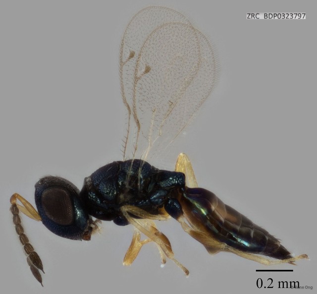 Chalcidoidea sp. "ZRCBDP0323797"•&copy; Rene Ong•All Rights Reserved