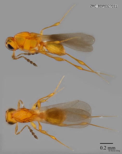 Hymenoptera sp. "ZRCBDP0327031"•&copy; Rene Ong•All Rights Reserved