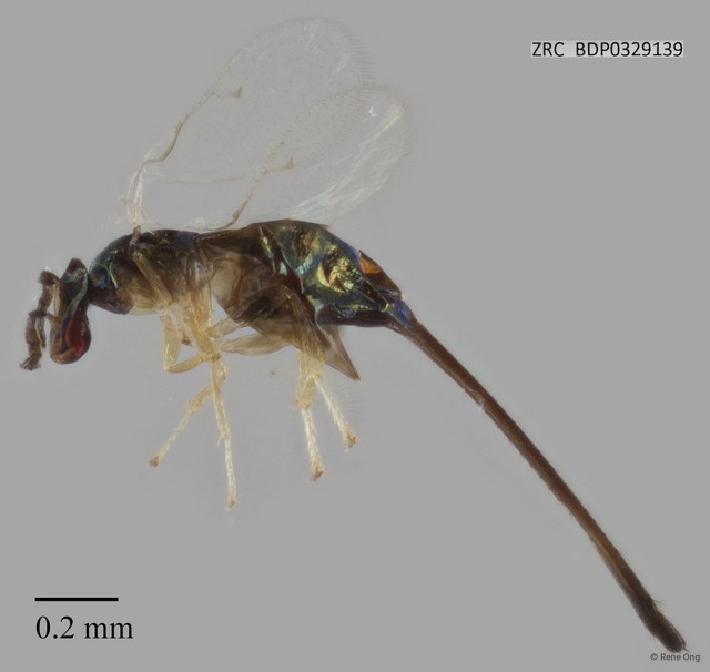 Chalcidoidea sp. "ZRCBDP0329139"•&copy; Rene Ong•All Rights Reserved