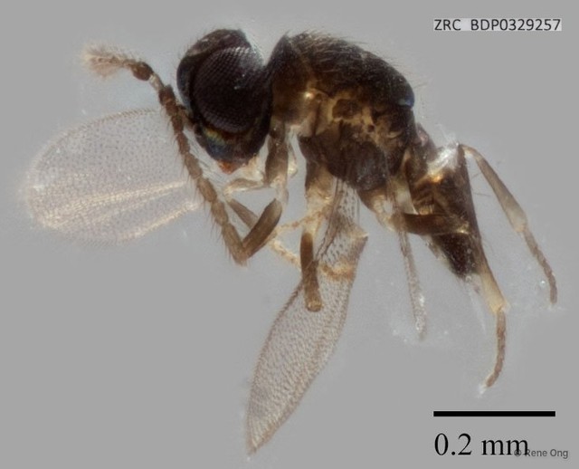 Hymenoptera sp. "ZRCBDP0329257"•&copy; Rene Ong•All Rights Reserved