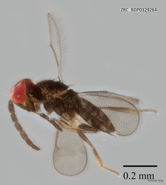 Hymenoptera sp. "ZRCBDP0329264"•&copy; Rene Ong•All Rights Reserved