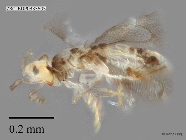 Hymenoptera sp. "ZRCBDP0333505"•&copy; Rene Ong•All Rights Reserved