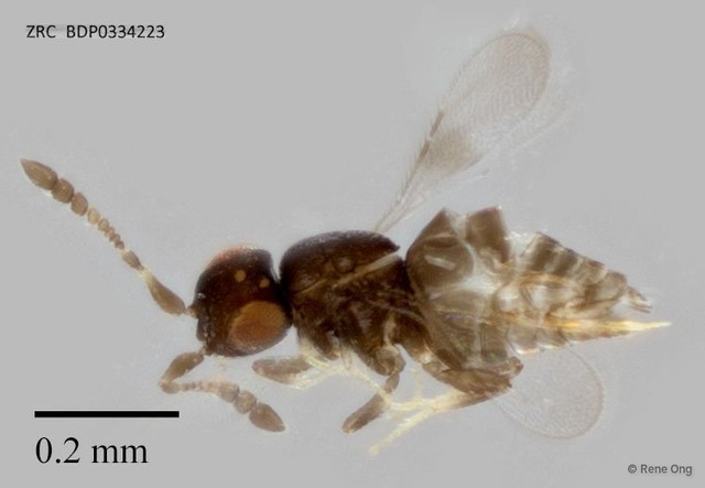 Hymenoptera sp. "ZRCBDP0334223"•&copy; Rene Ong•All Rights Reserved