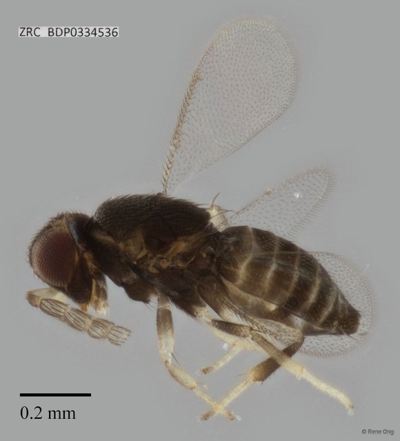 Hymenoptera sp. "ZRCBDP0334536"•&copy; Rene Ong•All Rights Reserved