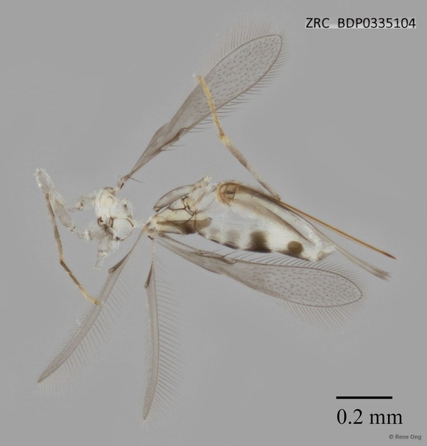 Hymenoptera sp. "ZRCBDP0335104"•&copy; Rene Ong•All Rights Reserved