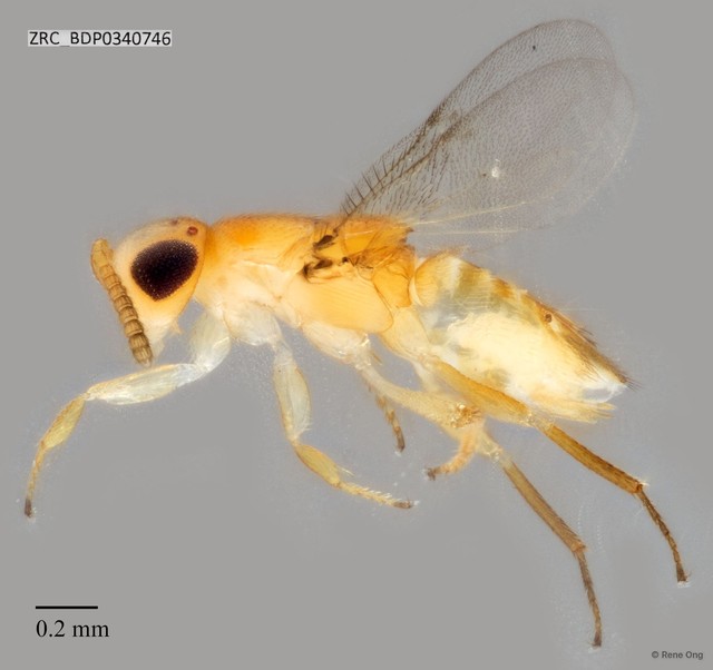 Hymenoptera sp. "ZRCBDP0340746"•&copy; Rene Ong•All Rights Reserved
