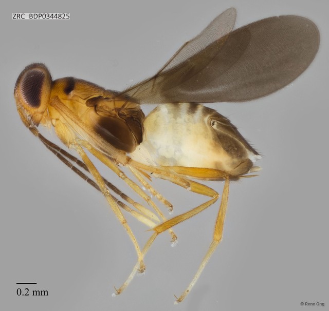 Hymenoptera sp. "ZRCBDP0342555"•&copy; Rene Ong•All Rights Reserved