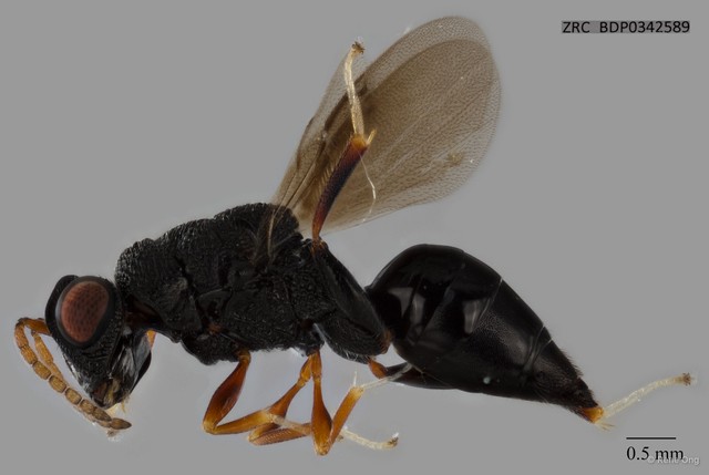 Hymenoptera sp. "ZRCBDP0342589"•&copy; Rene Ong•All Rights Reserved