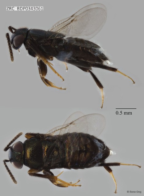 Hymenoptera sp. "ZRCBDP0343061"•&copy; Rene Ong•All Rights Reserved