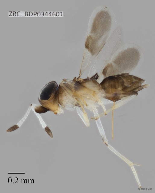 Hymenoptera sp. "ZRCBDP0344601"•&copy; Rene Ong•All Rights Reserved