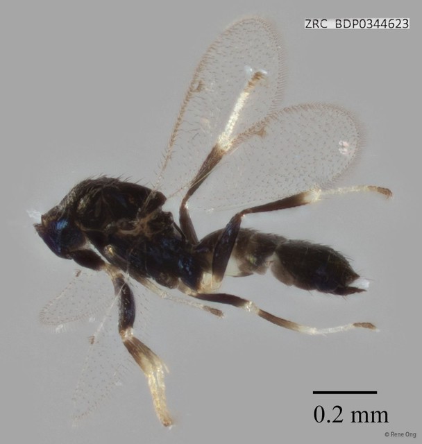 Hymenoptera sp. "ZRCBDP0344623"•&copy; Rene Ong•All Rights Reserved