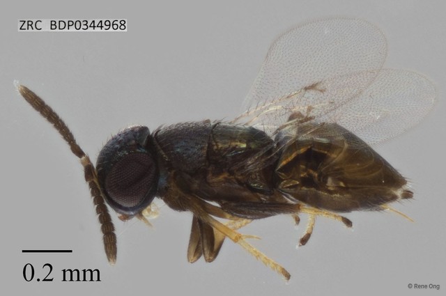 Hymenoptera sp. "ZRCBDP0344968"•&copy; Rene Ong•All Rights Reserved