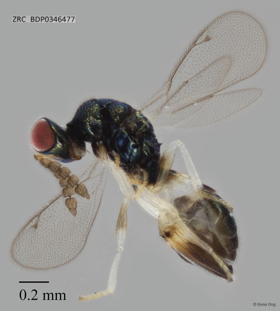Hymenoptera sp. "ZRCBDP0346477"•&copy; Rene Ong•All Rights Reserved