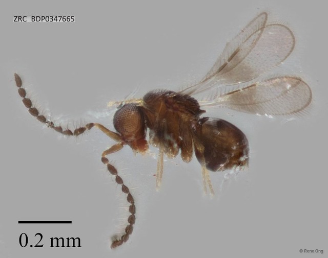 Hymenoptera sp. "ZRCBDP0347665"•&copy; Rene Ong•All Rights Reserved